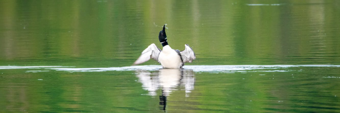 Andrew Fitzsimmons banner
