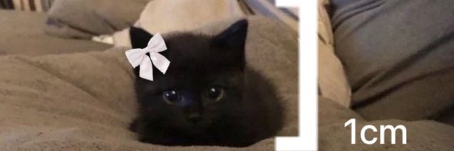 เหมียวหง่าว 😼 (hiatus) banner