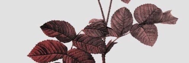 dulcejcalera's profile banner image