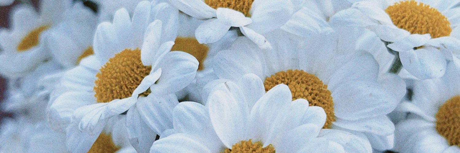 Denu🌻 banner