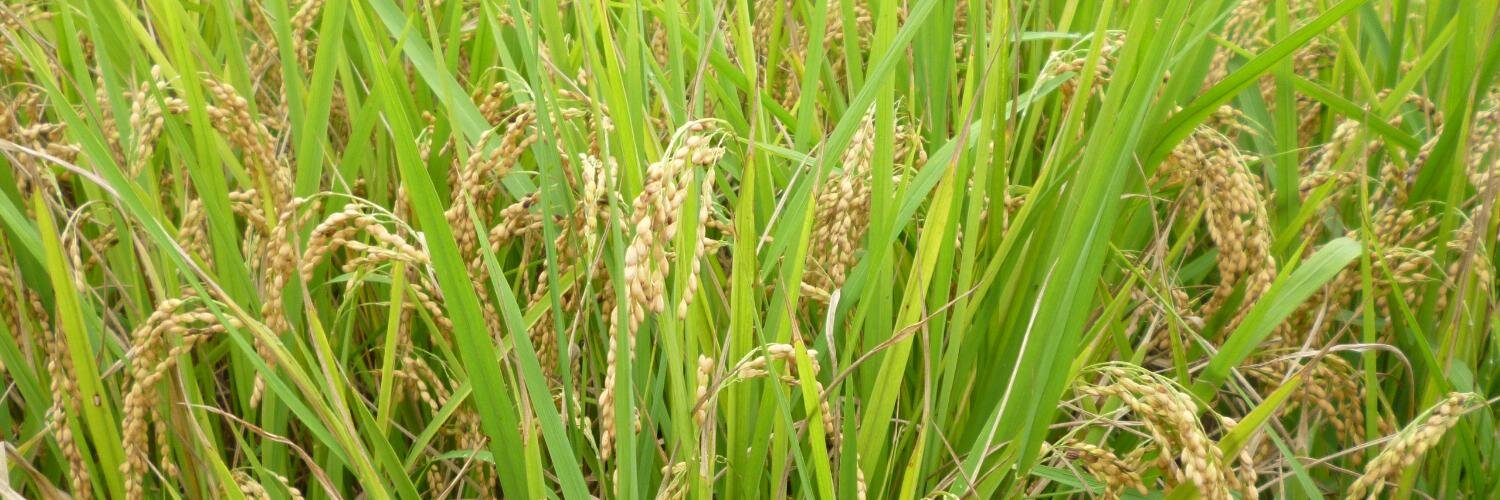 scala at nowhere banner