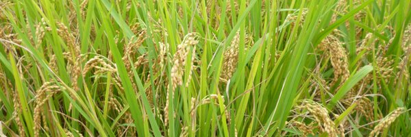 scala Profile Banner