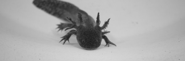 tdemigueles Profile Banner
