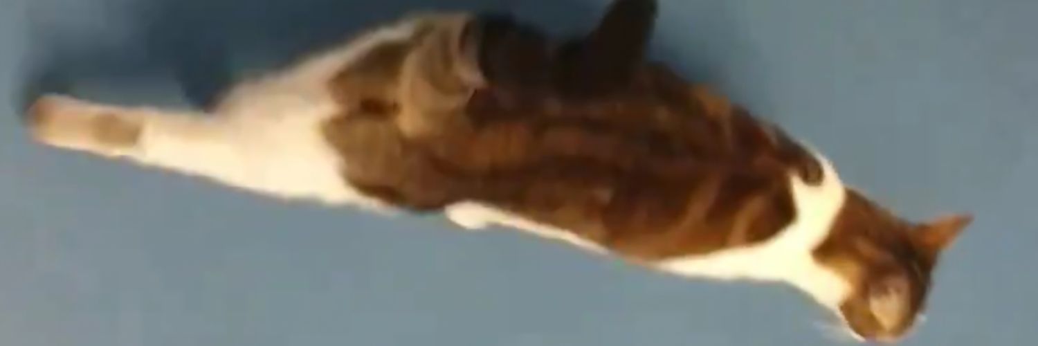 catastro🅿️he banner