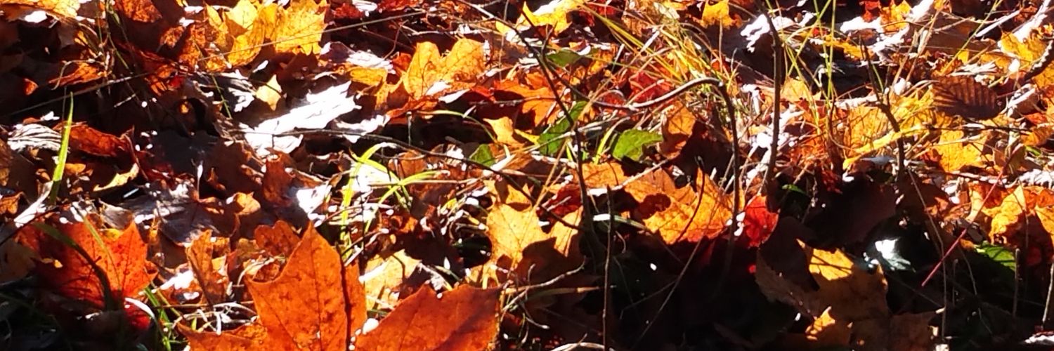 MichaelaBohl's profile banner image