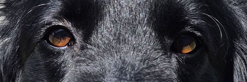 sssaphini's profile banner image