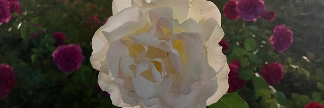 kii_ayaka's profile banner image