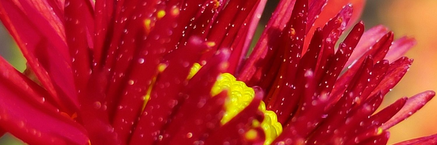 babiaich98's profile banner image