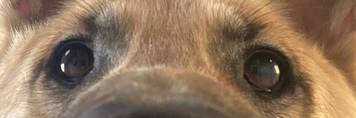 Mark 🇮🇪🇵🇸🍉 banner