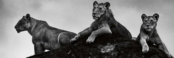 Popeye2022 Profile Banner