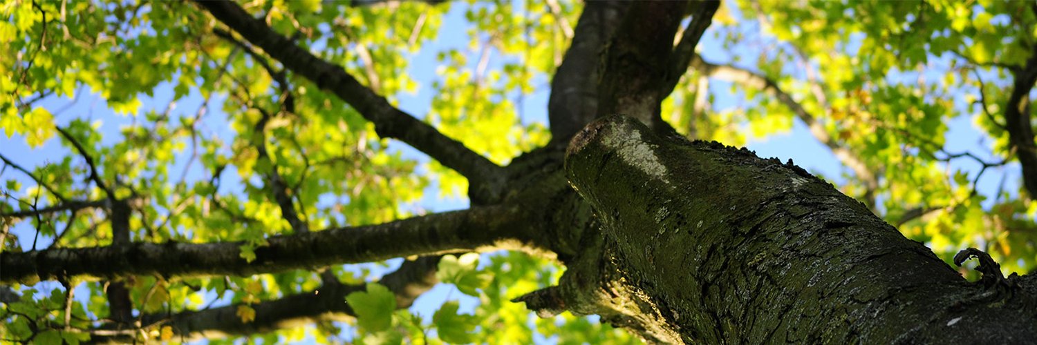 ISA Arboriculture banner