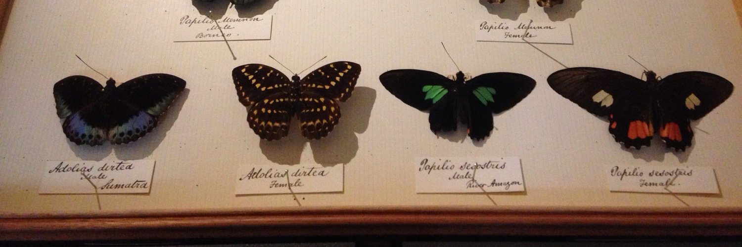 Lesley Morrell banner