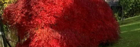 Nichtsingender's profile banner image