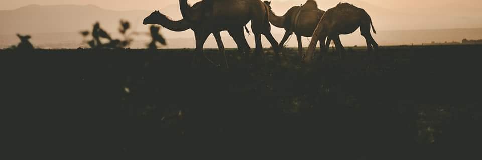 qaarbahal's profile banner image