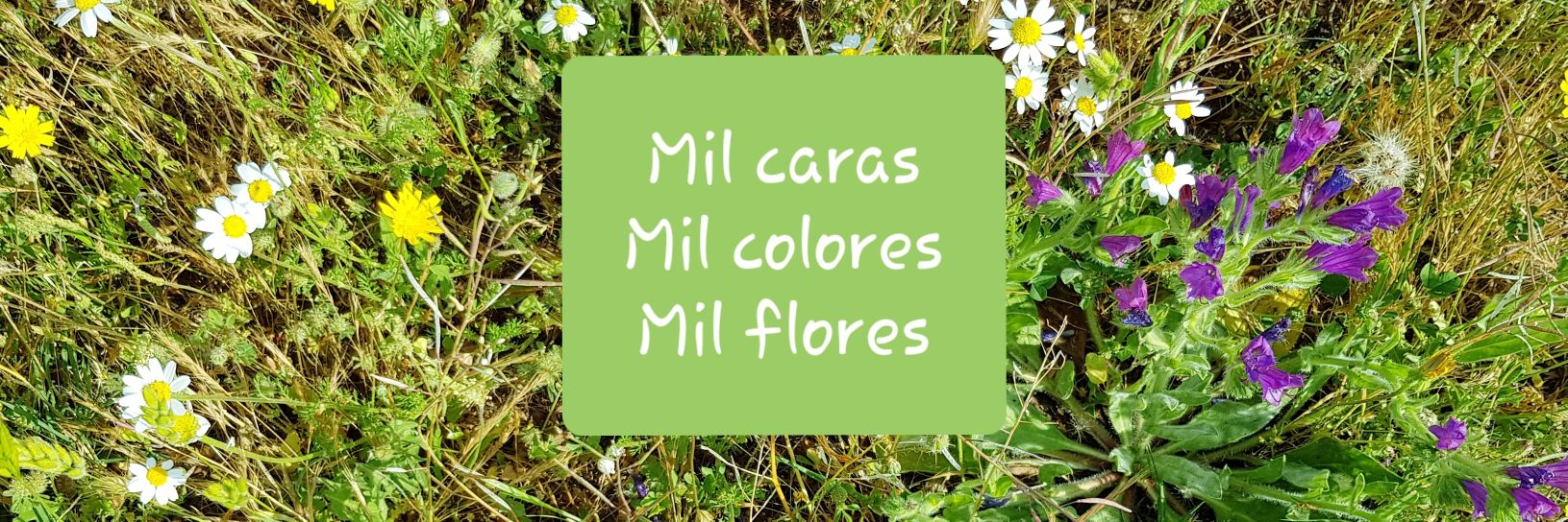 Esclerosis Múltiple banner