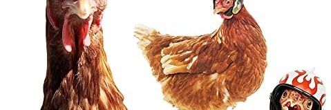 Chicknh banner