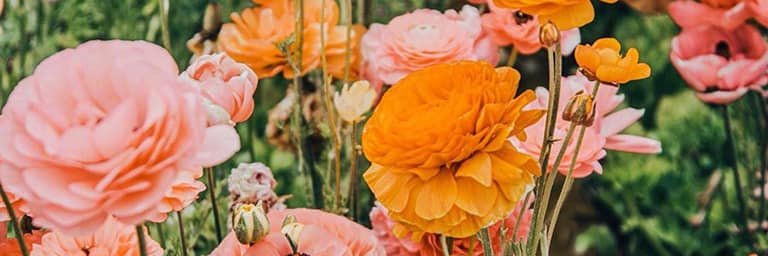 DianaL_Pech's profile banner image