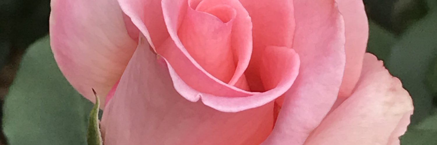 brightjade73's profile banner image