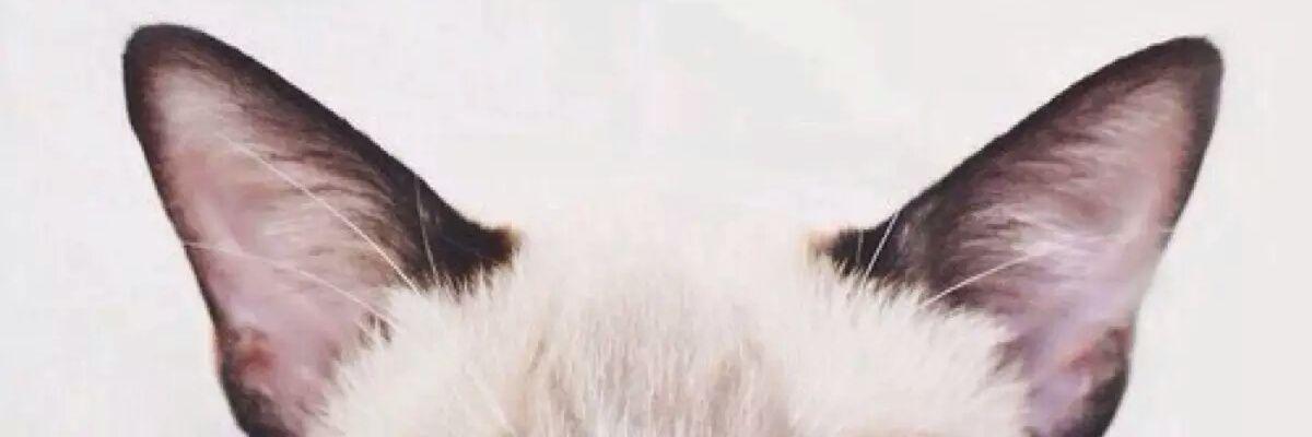 TheIlVolover_An's profile banner image