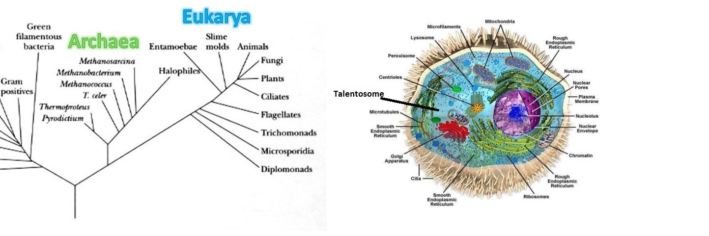 TalentedEukarya's profile banner image