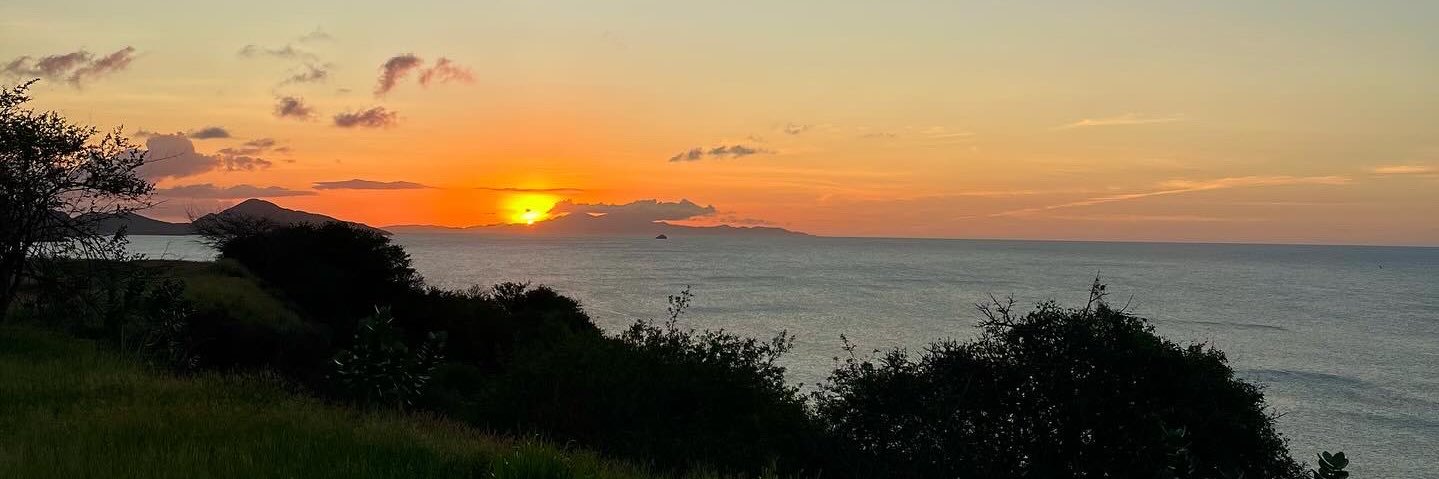 🕊️ banner