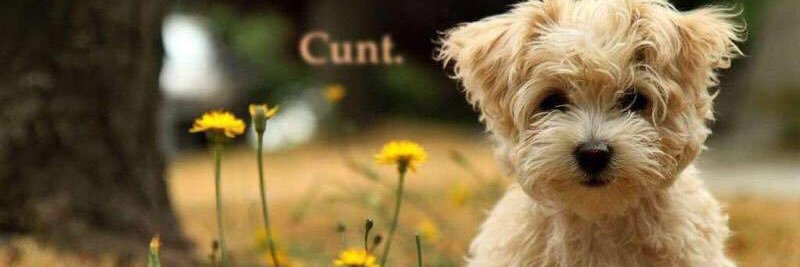 gingerspicee_'s profile banner image