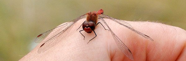 twittdeflo Profile Banner