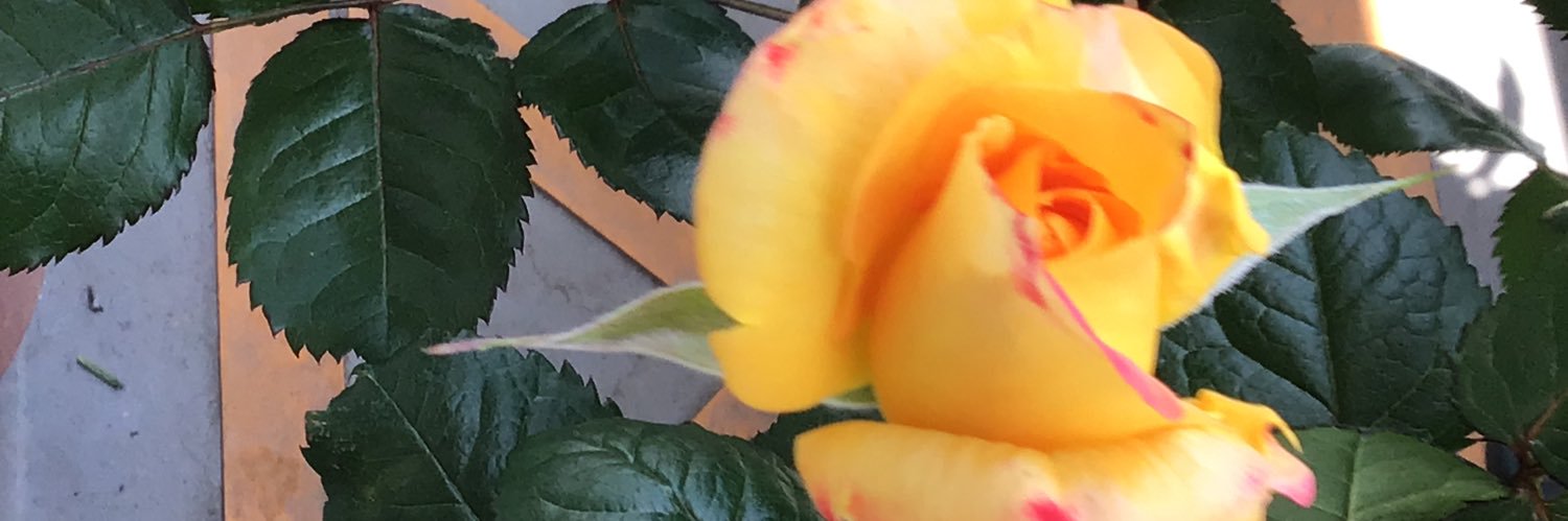 piko111's profile banner image