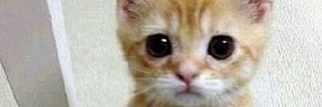 cookie monster banner