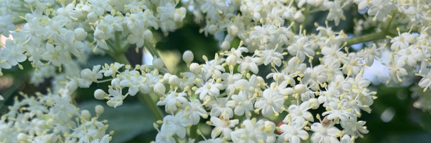 Benjamin Grzenia banner