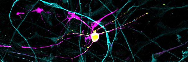 LisaBauerVirus Profile Banner