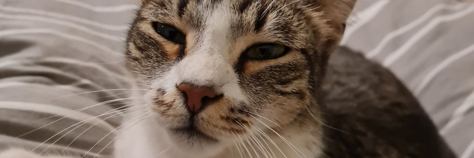 that crazy fella banner