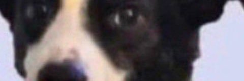 Rynnamicc's profile banner image