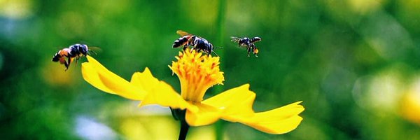 TrigonaSeno Profile Banner