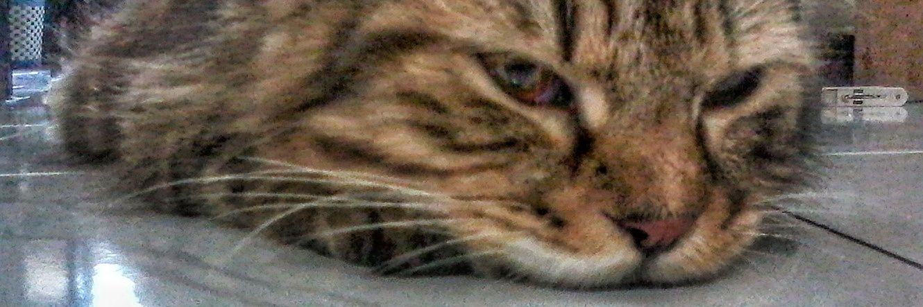 anyeegg's profile banner image