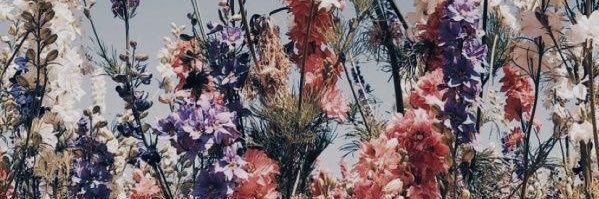 agnesgajewski's profile banner image