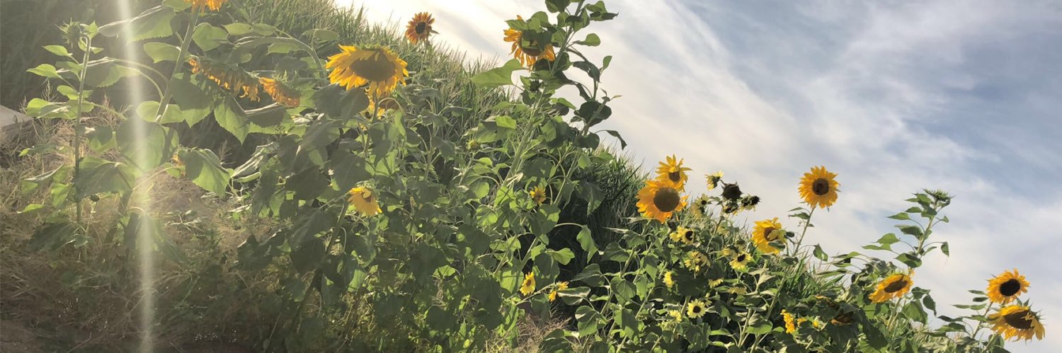 RainaSnelson's profile banner image