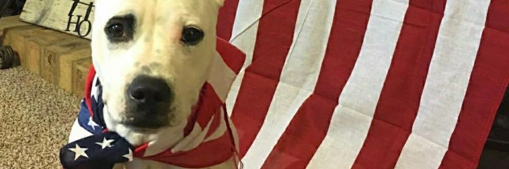 DogBoxerNation's profile banner image