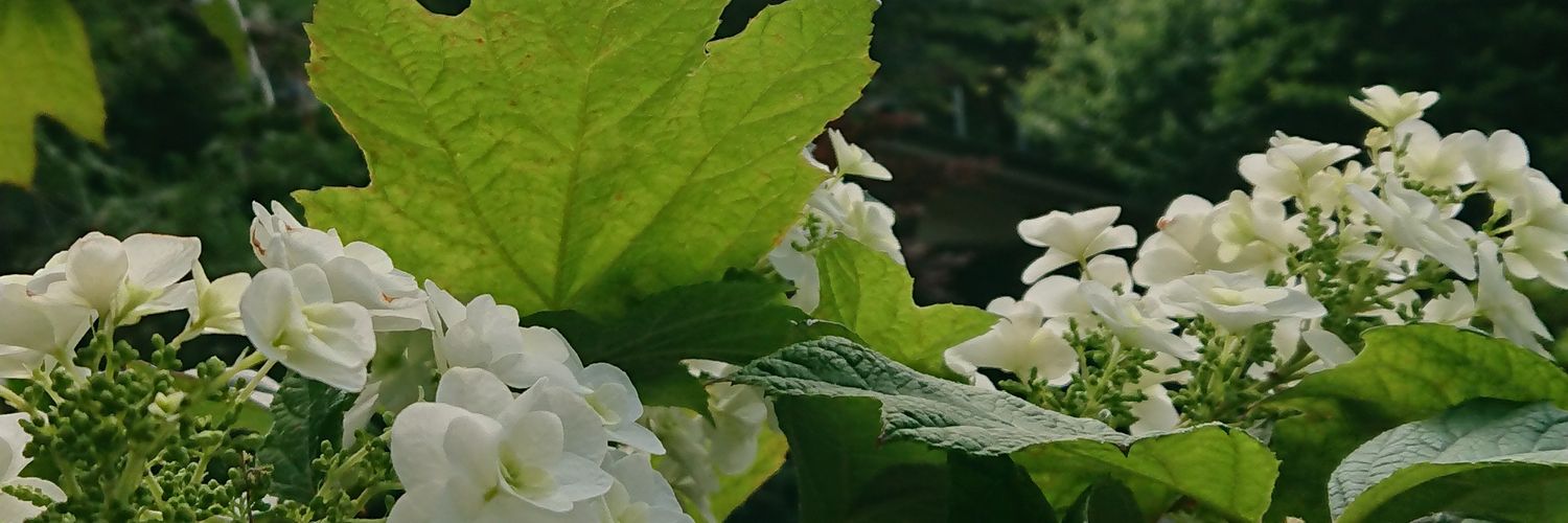 hato_ba's profile banner image