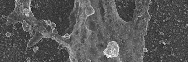 cmatthaeus2 Profile Banner