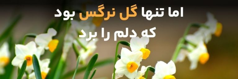 بانو رضازاده's banner