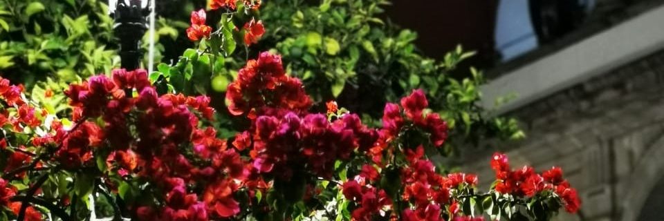 arukasmairim's profile banner image