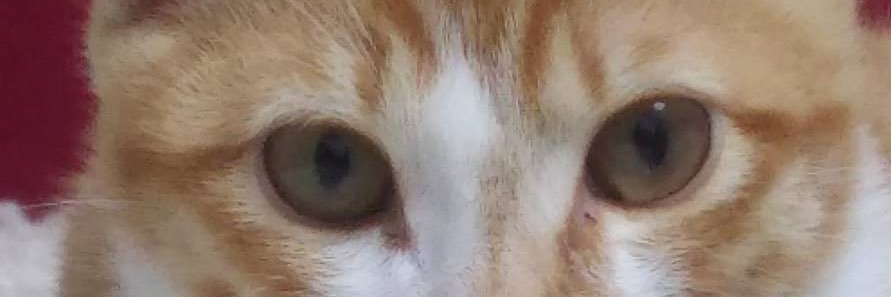 FAL_ArcLight's profile banner image