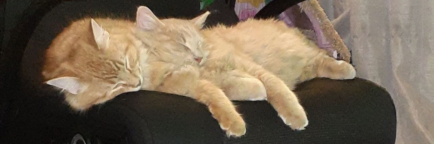 Cat89902973's profile banner image
