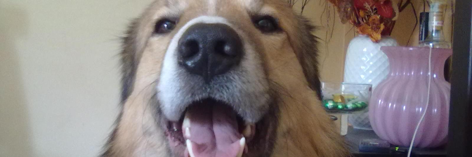 decontentabile's profile banner image