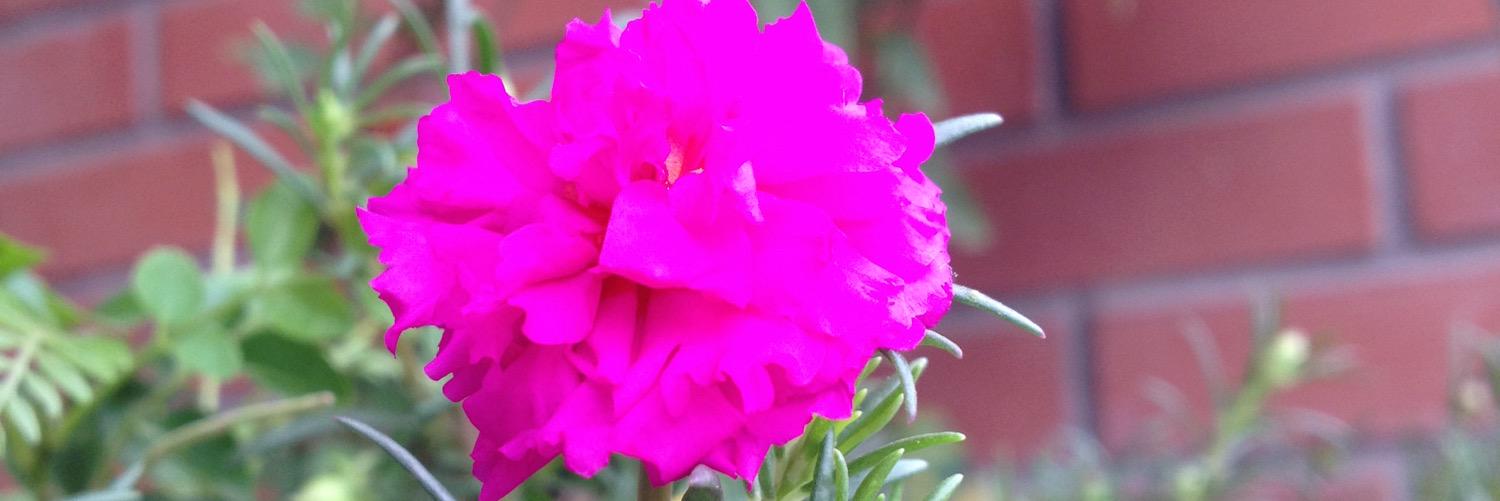 pranikaadya's profile banner image