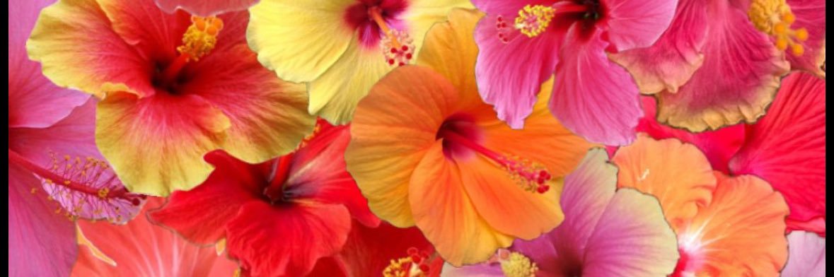 camaleeyaa's profile banner image