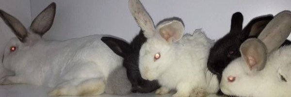 llulubunn Profile Banner