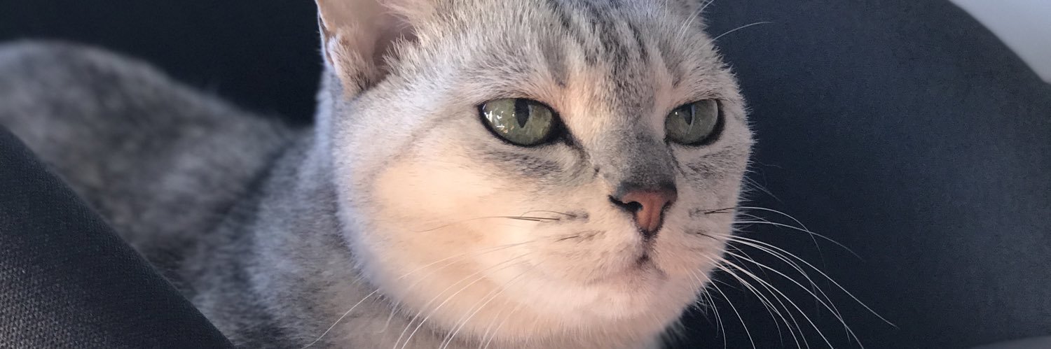 yo_mori's profile banner image