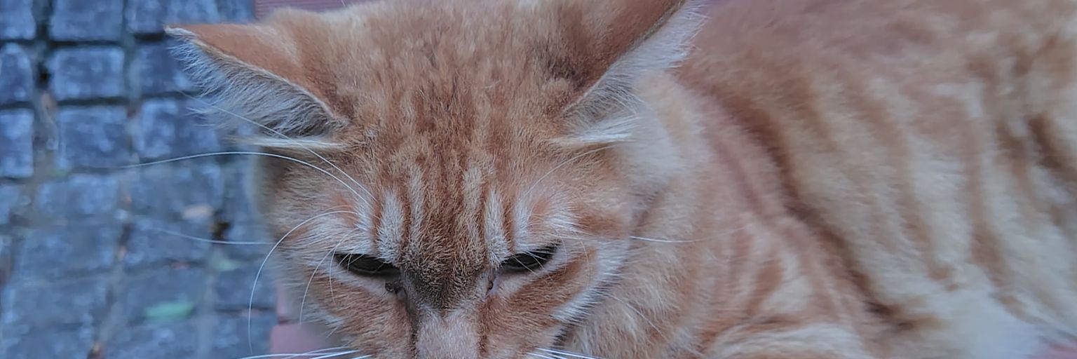somotin's profile banner image